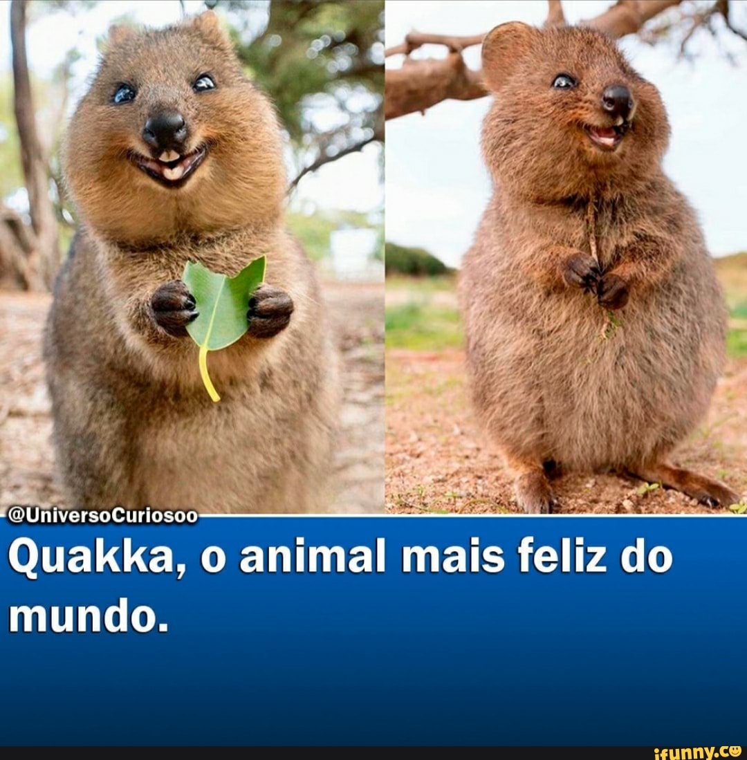 Quakka, animal mais feliz do
-tiUniverscCuriosoo mundo.