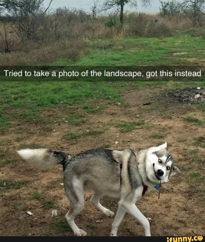 Tried to take a photo of the landscape, got this instead