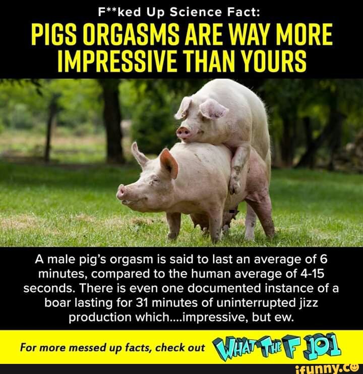 F ked Up Science Fact PIGS URGASMS ARE WAY MURE A male pig s