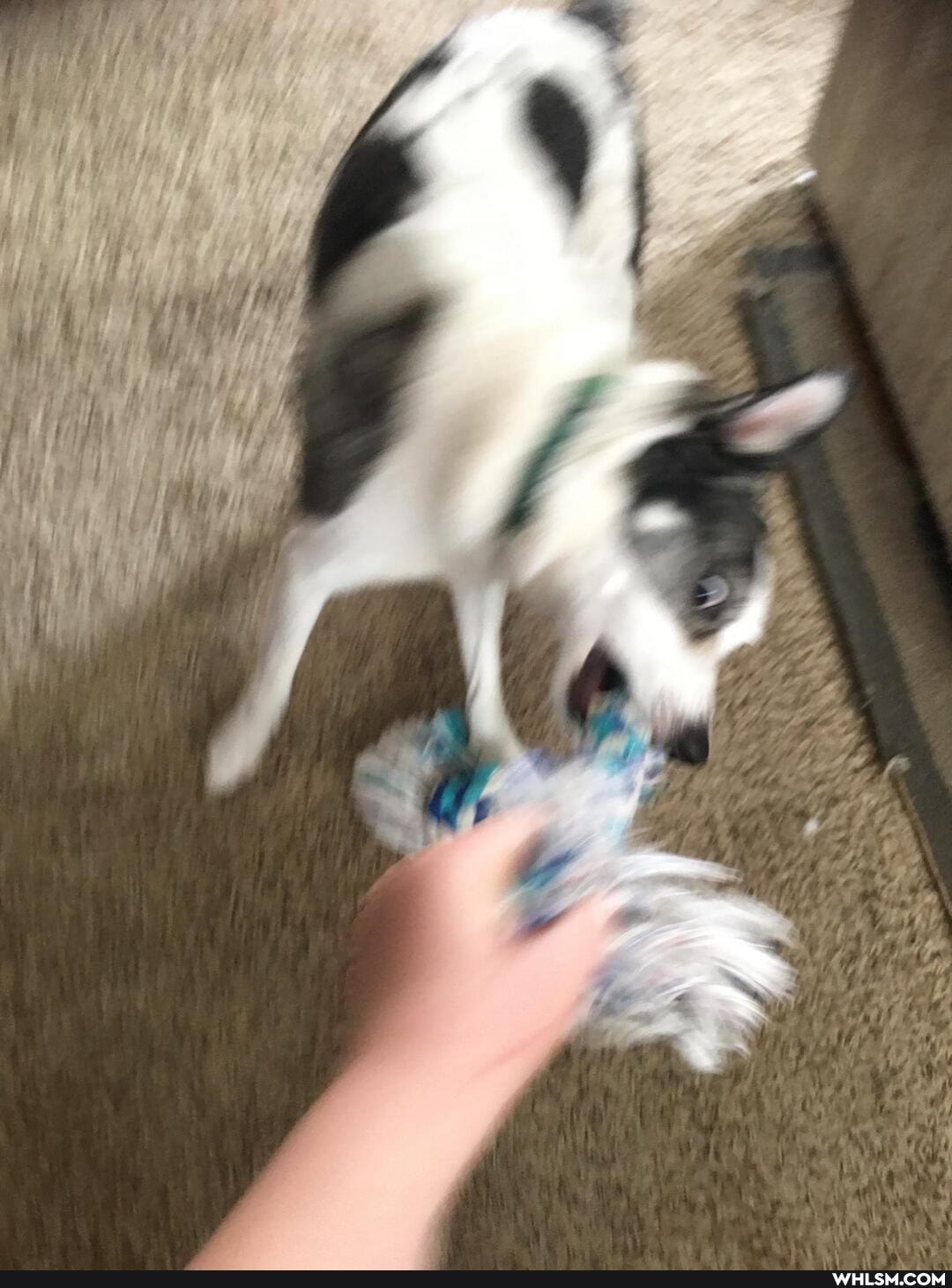 funny, cats, dogs