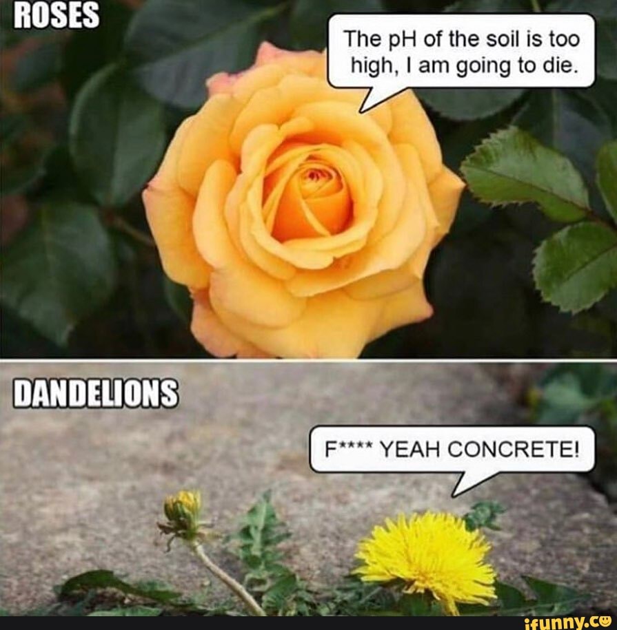 The pH of the soil is too high, I am going to die. iFunny