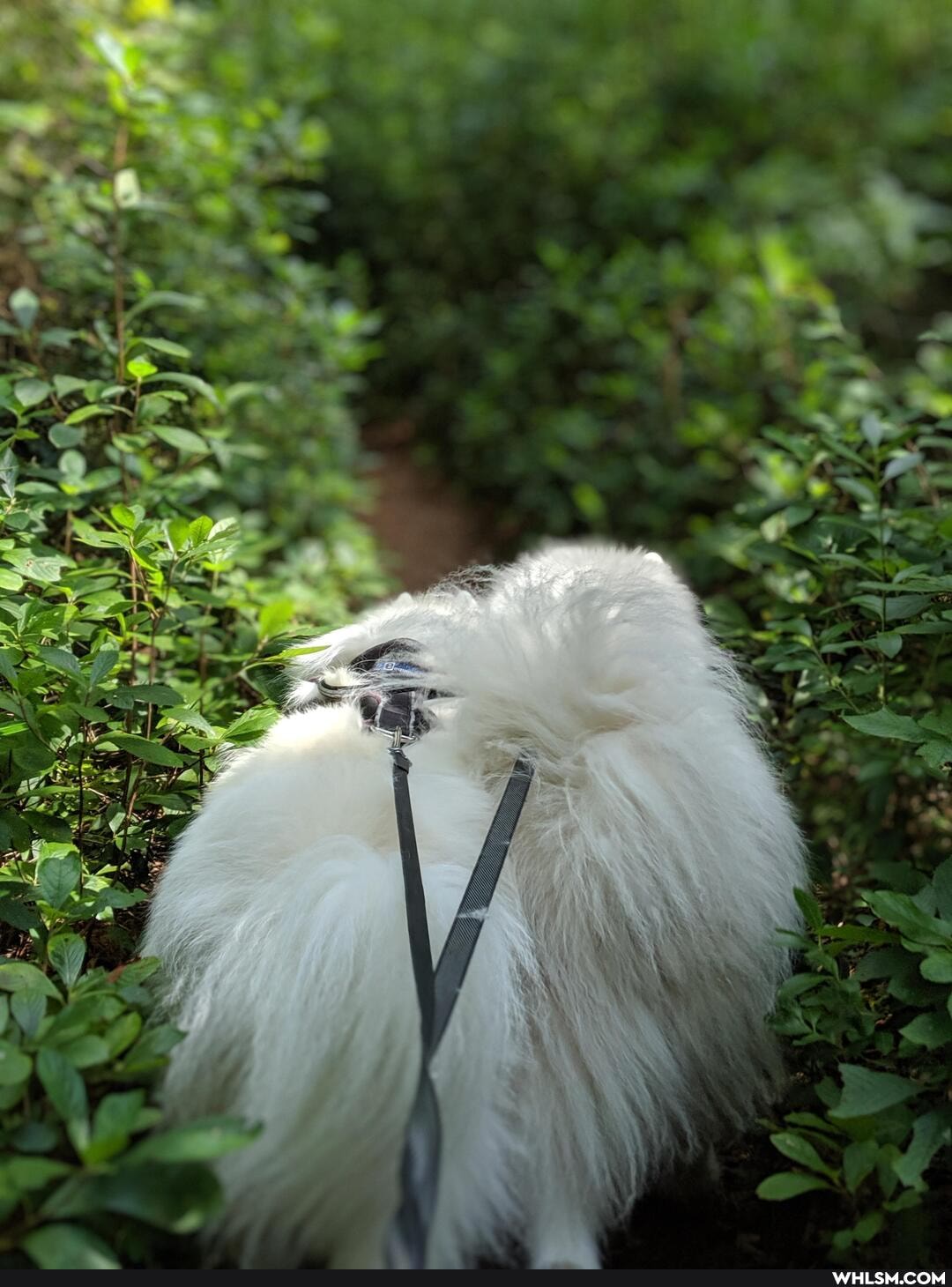 dogs, dog, samoyed, advice_animals, ticks
