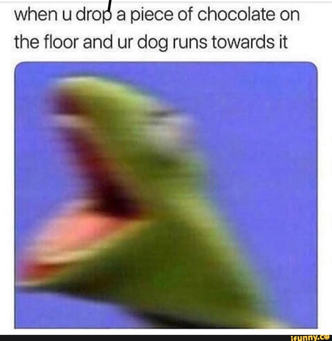 when u drOo a piece of chocolate on
the floor and ur dog runs towards it
