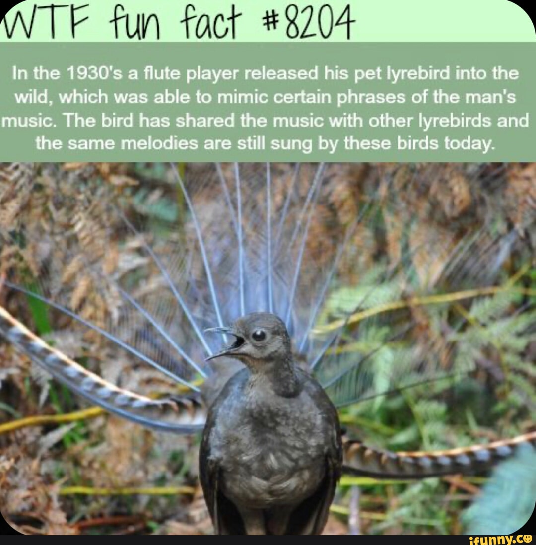 Lyrebirds memes. Best Collection of funny Lyrebirds pictures on iFunny