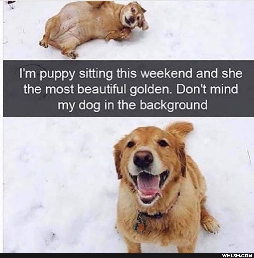 I'm puppy sitting this weekend and she the most beautiful golden. Don't mind my dog in the background