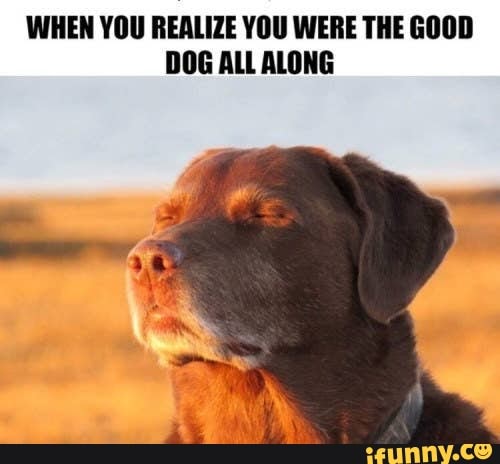 WHEN YOU REALIZE YOU WERE THE GOOD
DOG ALL ALONG