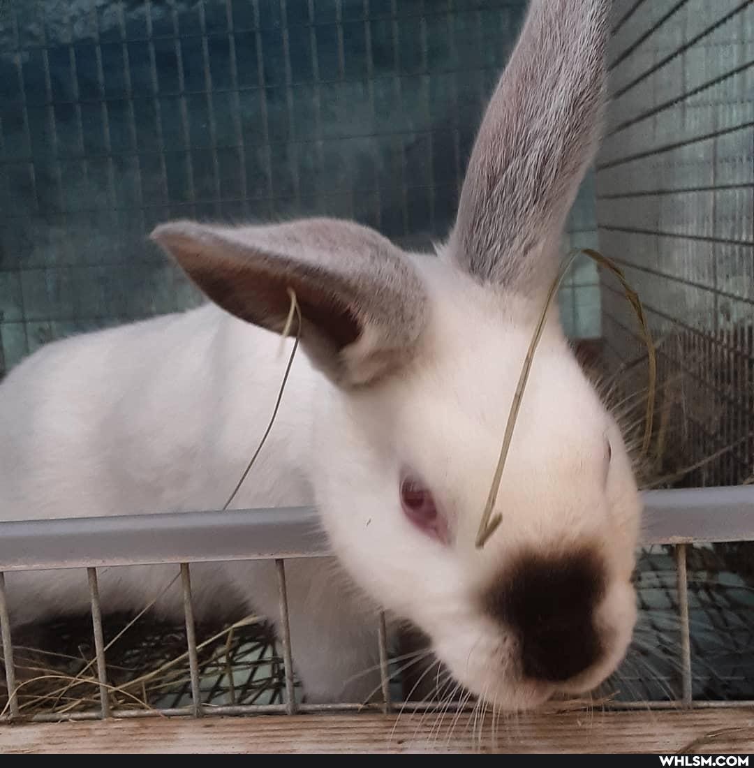 bunny, bunny_rabbit, bunbun, rabbit, baby_animals