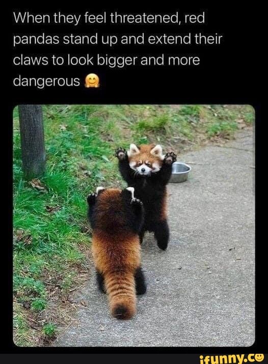 Redpandas Memes Best Collection Of Funny Redpandas Pictures On Ifunny