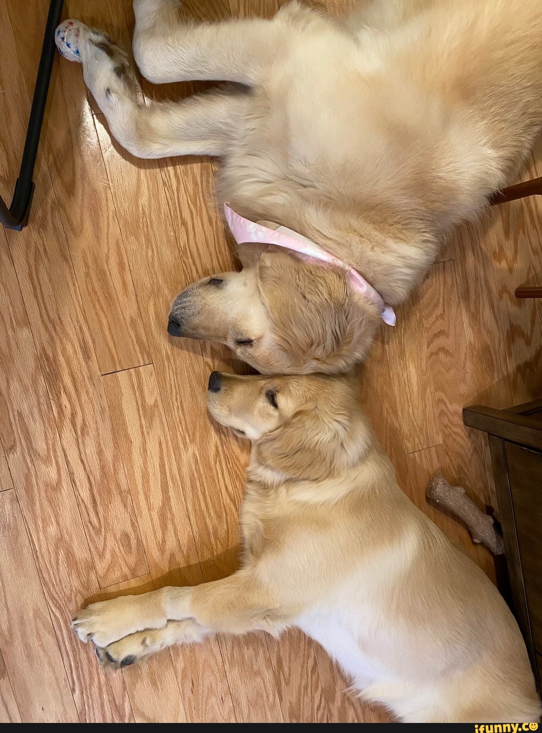 cuteness_overload, golden_retriever, doggo, wholesome