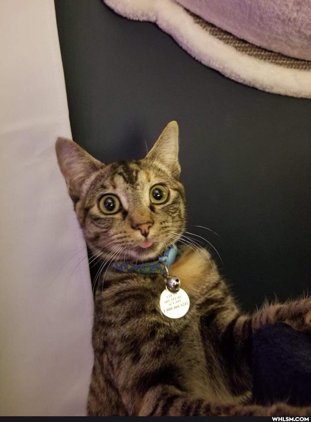 cat, aww, kitten