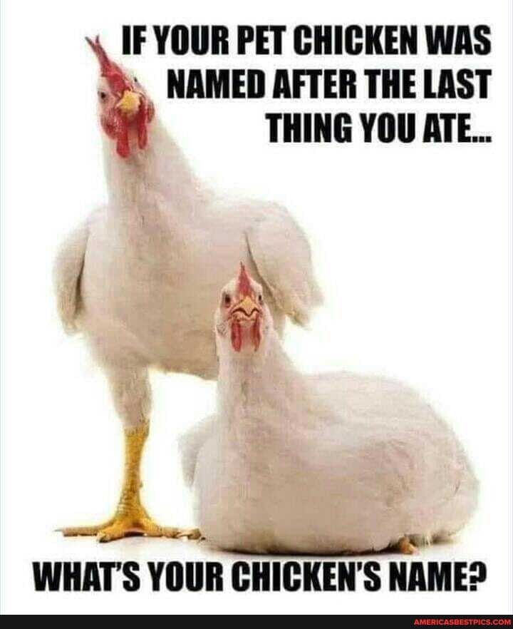 NAMED AFTER THE LAST
IF YOUR PET CHICKEN WAS THING YOU ATE...
WHATS YOUR CHICKEN'S NA CHICKEN'S CHICKEN'S NAME?