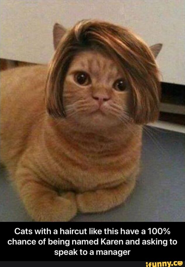 Cats With A Haircut Like This Have A 100 Chance Of Being Named