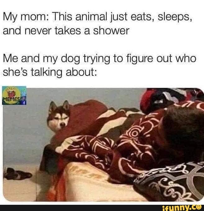 My mom: This animal just eats, sleeps, and never takes a shower
Me and my dog trying to figure out who she's talking about: