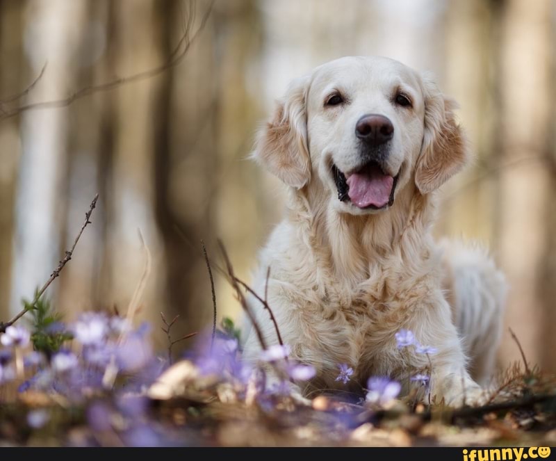 goldenretriever, dog, tumblr
