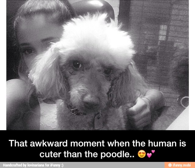 That awkward moment when the human is
cuter than the poodle.. @y" - That awkward moment when the human is cuter than the poodle.. ππ