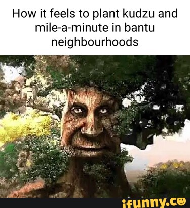 How It Feels To Plant Kudzu And Mile-a-minute In Bantu Neighbourhoods 