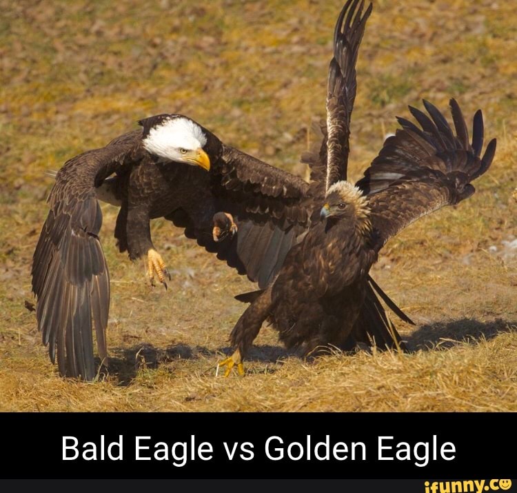 Bald Eagle vs Golden Eagle - iFunny