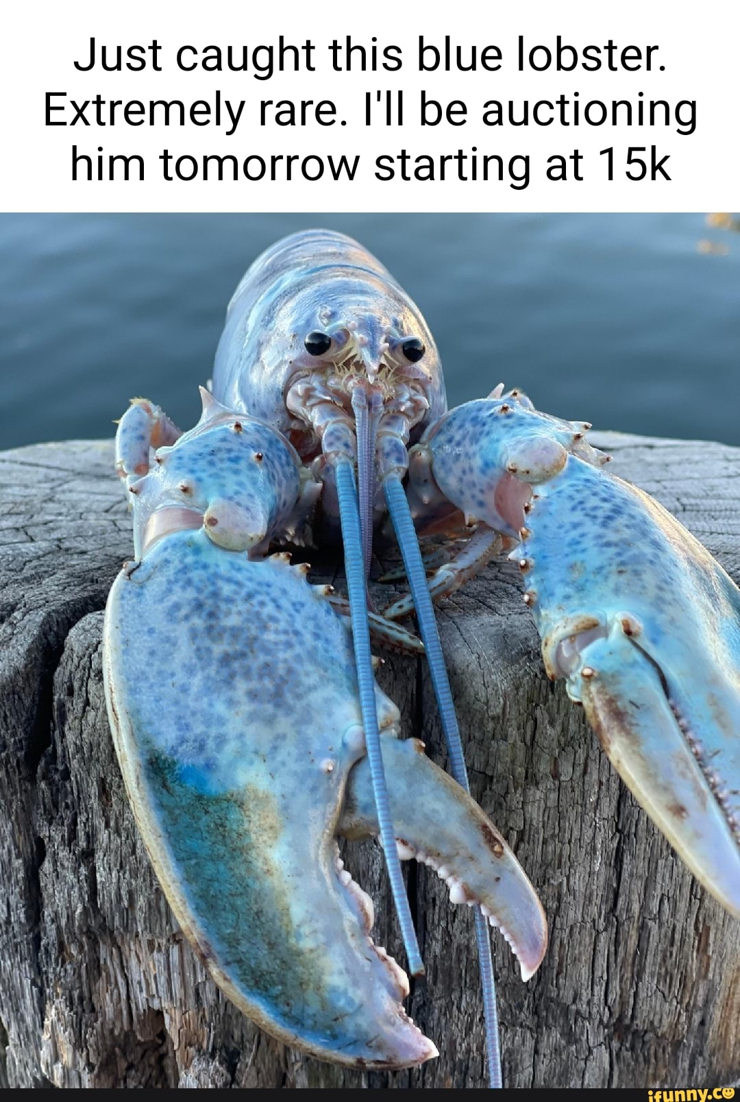Just caught this blue lobster. Extremely rare. I'll be auctioning him