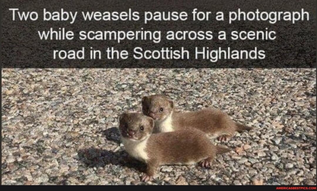 Two baby weasels pause for a photograph while scampering across a scenic road in the Scottish Highlands