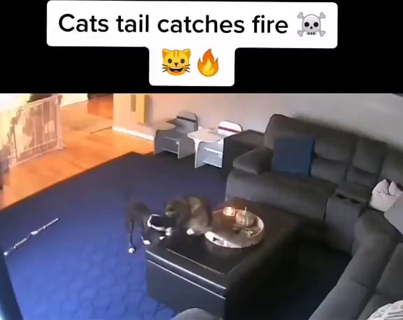 cat tail on fire
