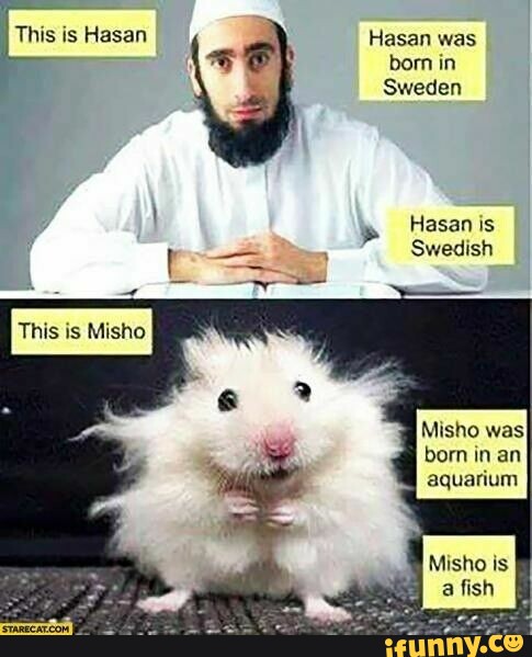 This is Hasan Hasan was born in is Misho Sweden Hasan is Swedish Misho was)  born in an aquarium Misho is a fish - iFunny