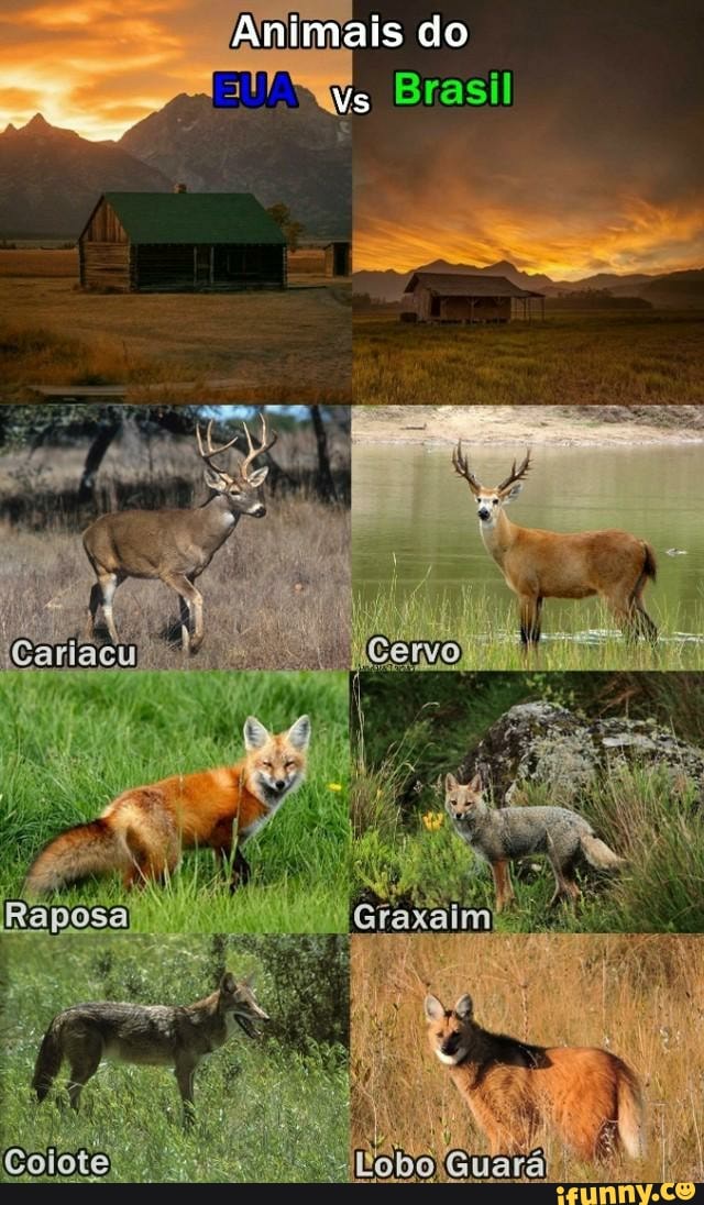 Amimais do
Vs
Rj
Brasil