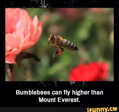 Bumblebees
can fly higher than
Mount Everest.