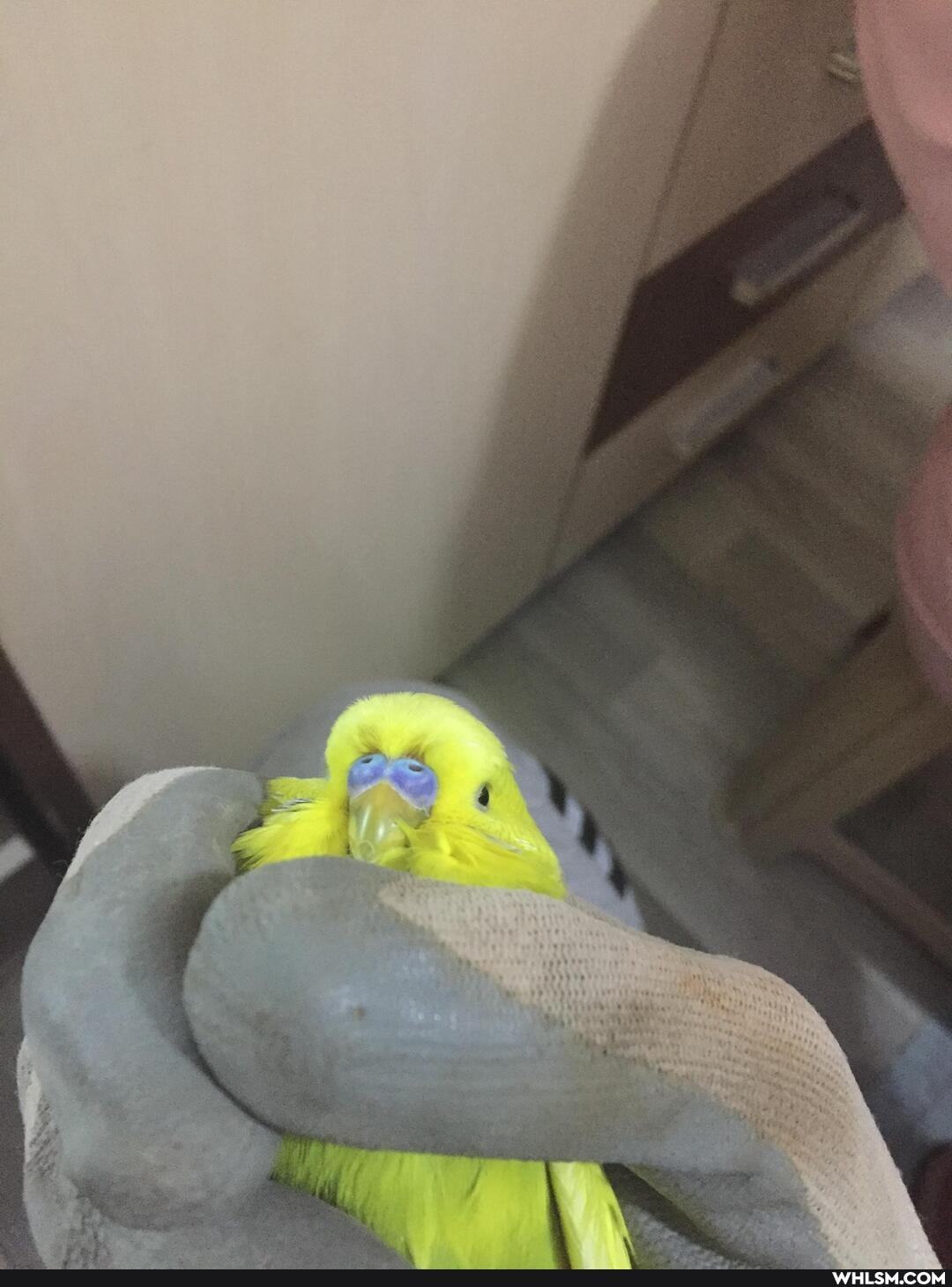 bird, birbs