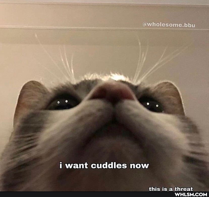 awholesome.bhu
want cuddles now