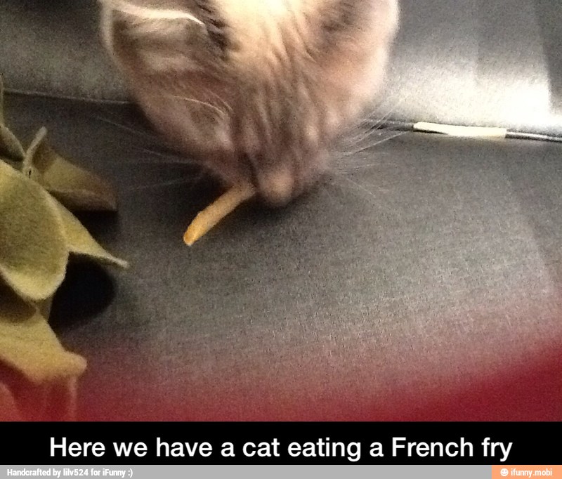 Here we have a cat eating a French fry - Here we have a cat eating a French fry