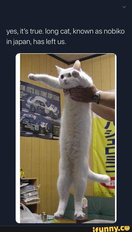 yes, it's true. long cat, known as nobiko in japan, has left us.