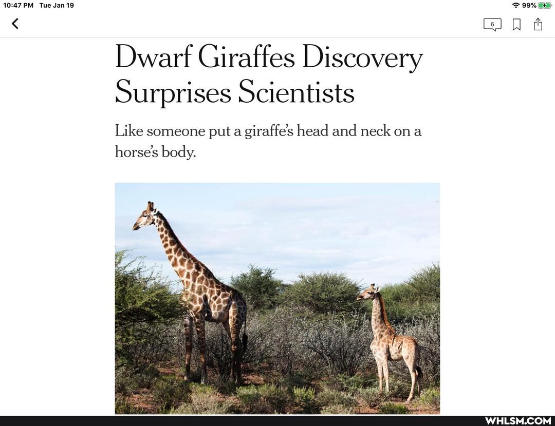PM Tue Jan
99%
Dwarf Giraffes Discovery
Surprises Scientists
Like someone put a giraffe's head and neck on
horse's body.