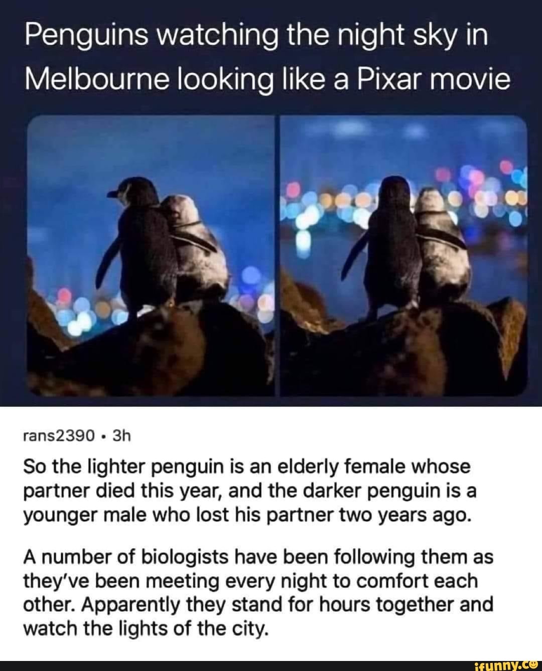 Penguins watching the night sky in
Melbourne looking like a Pixar movie
SSS
rans2390
BA
So the lighter penguin is an elderly female whose partner died this year, and the darker penguin is a younger male who lost his partner two years ago.
A number of biologists have been following them as they've been meeting every night to comfort each other. Apparently they stand for hours together and watch the lights of the city.