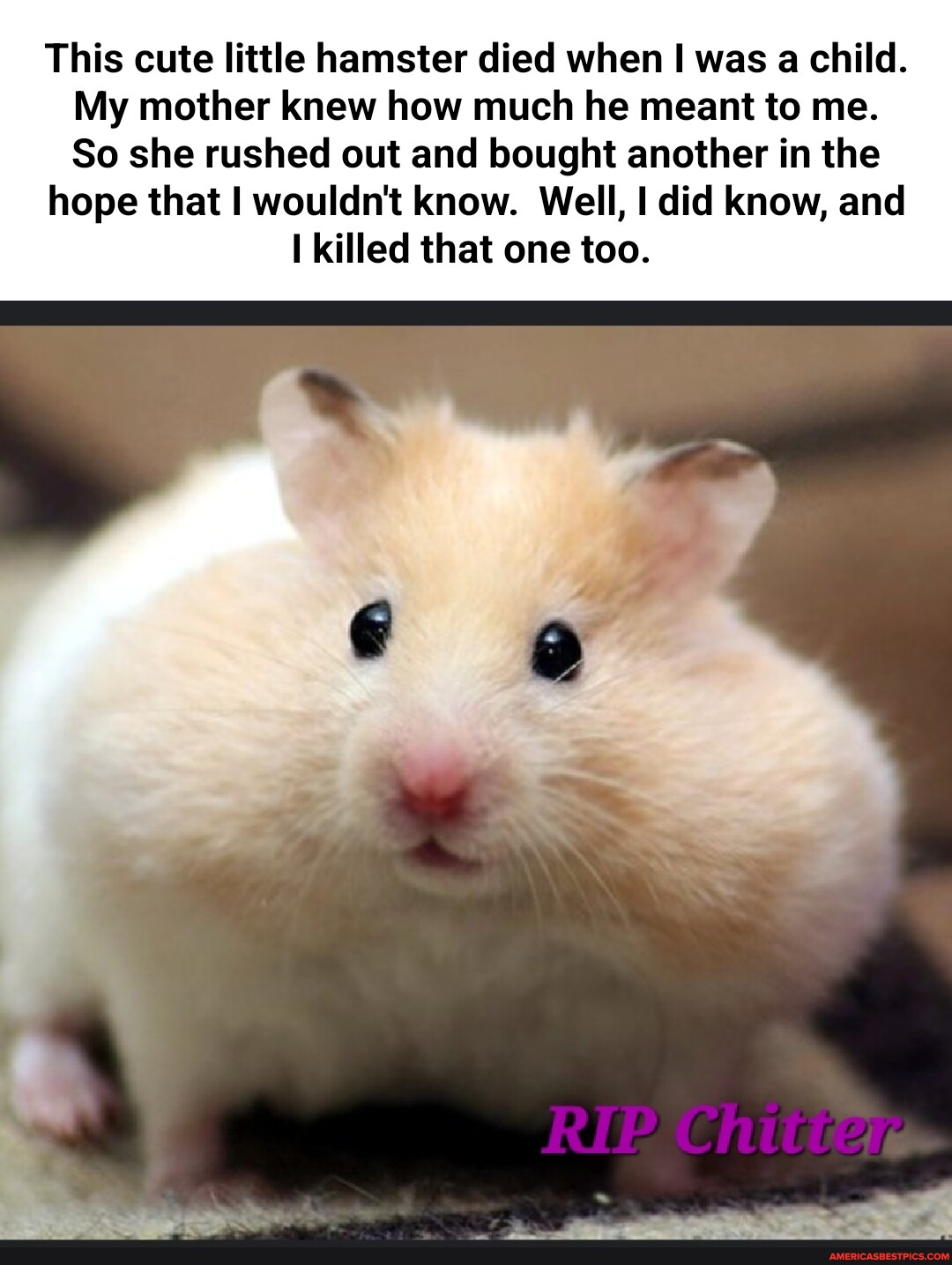 Hamster memes. Best Collection of funny Hamster pictures on America's best  pics and videos