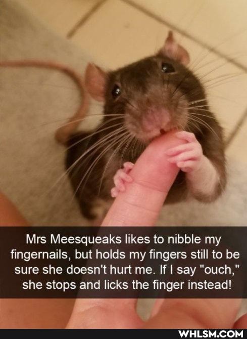 Mrs Meesqueaks likes to nibble my fingernails, but holds my fingers still to be
sure she doesn't hurt me. If I say "ouch," she stops and licks the finger instead!