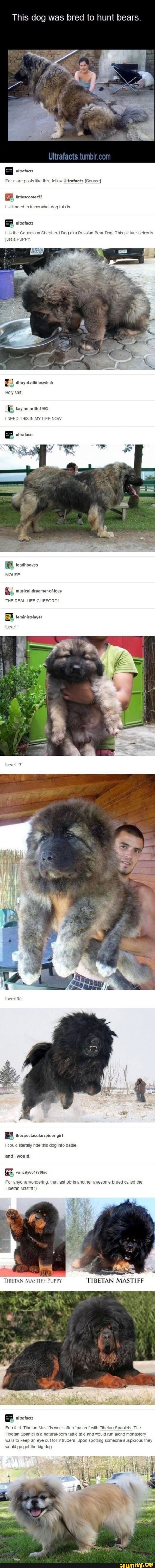 This dog was bred to hunt bears.
For more posts like this, follow Ultrafacts (Source)
still need to know what dog this is
It is the Caucasian Shepherd Dog aka Russian Bear Dog. This picture below is just a PUPPY.
MOUSE
THE REAL LIFE CLIFFORD!
Level 17
could literally ride this dog into battle
and would.
For anyone wondering, that last pic is another awesome breed called the
Tibetan Mastiff
Fun fact: Tibetan Mastiffs were often "paired" with Tibetan Spaniels. The
Tibetan Spaniel is a natural-born tattle tale and would run along monaste! walls to keep an eye out for intruders. Upon spotting someone suspicious they would go get the big dog.