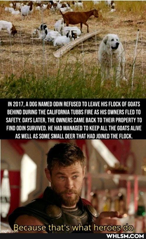 IN 2017, A DOG NAMED ODIN REFUSED TO LEAVE HIS FLOCK OF GOATS
BEHIND DURING THE CALIFORNIA TUBBS FIRE AS HIS OWNERS FLED TO
SAFETY. DAYS LATER, THE OWNERS CAME BACK TO THEIR PROPERTY TO
FIND ODIN SURVIVED. HE HAD MANAGED TO KEEP ALL THE GOATS ALIVE AS WELL AS SOME SMALL DEER THAT HAD JOINED THE FLOCK.