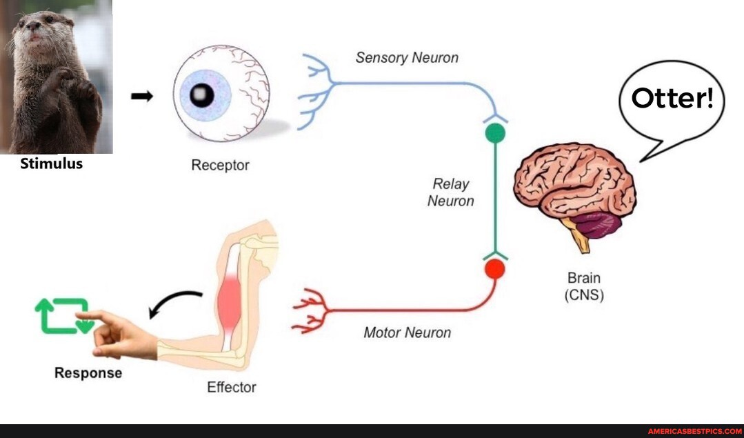 Science > Sensory Neuron Stimulus Receptor Relay Neuron Brain CNS