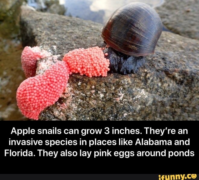 REA mis
Apple snails can grow 3 inches. They're an
invasive species in places like Alabama and
Florida. They also lay pink eggs around ponds - Apple snails can grow 3 inches. They’re an invasive species in places like Alabama and Florida. They also lay pink eggs around ponds