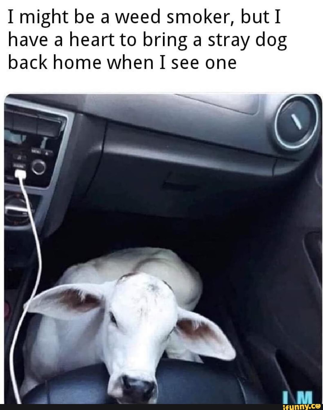 I might be a weed smoker, but I
have a heart to bring a stray dog
back home when I see one