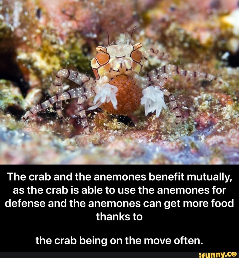 The crab and the anemones benefit mutually,
as the crab is able to use the anemones for
defense and the anemones can get more food
thanks to
the crab being on the move often. - the crab being on the move often.