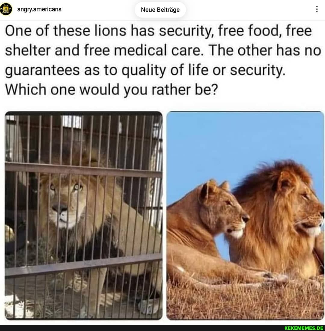 angry.americans
Neue Beitrage
One of these lions has security, free food, free shelter and free medical care. The other has no guarantees as to quality of life or security.
Which one would you rather be?