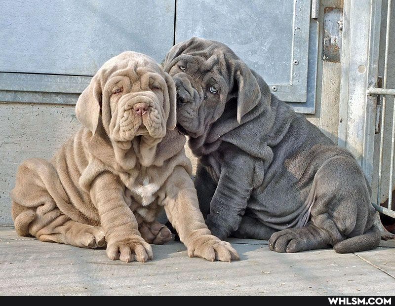 mildly_interesting, dog, doggo