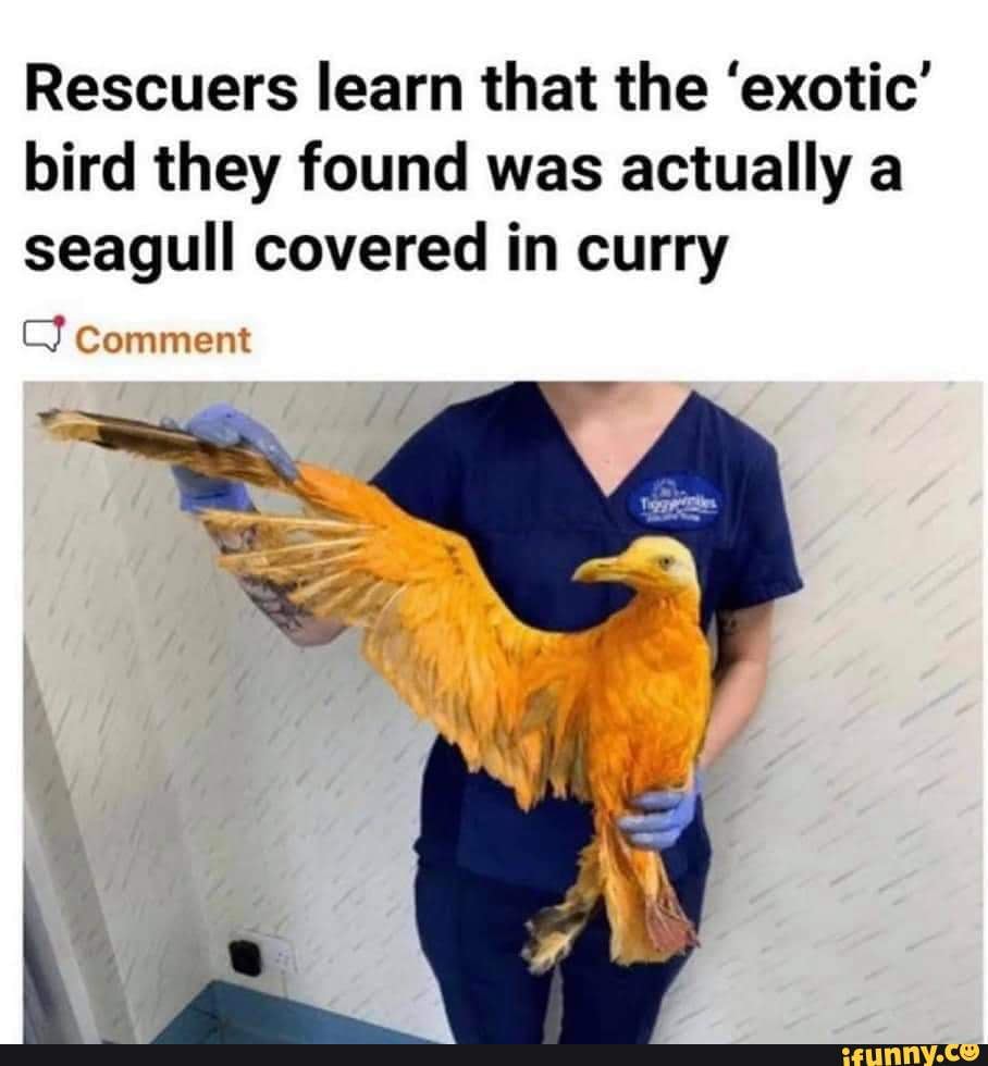 Rescuers learn that the 'exotic' bird they found was actually a seagull ...