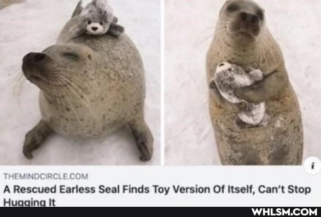 A Rescued Earless Seal Finds Toy Version Of Itself, Can't Stop