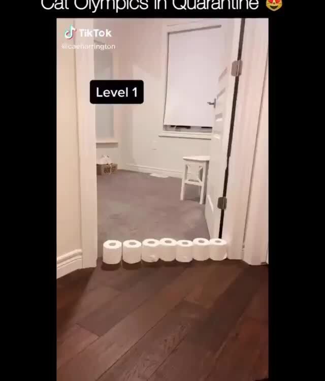 memeracequarantine, animals, cats, animales, cat