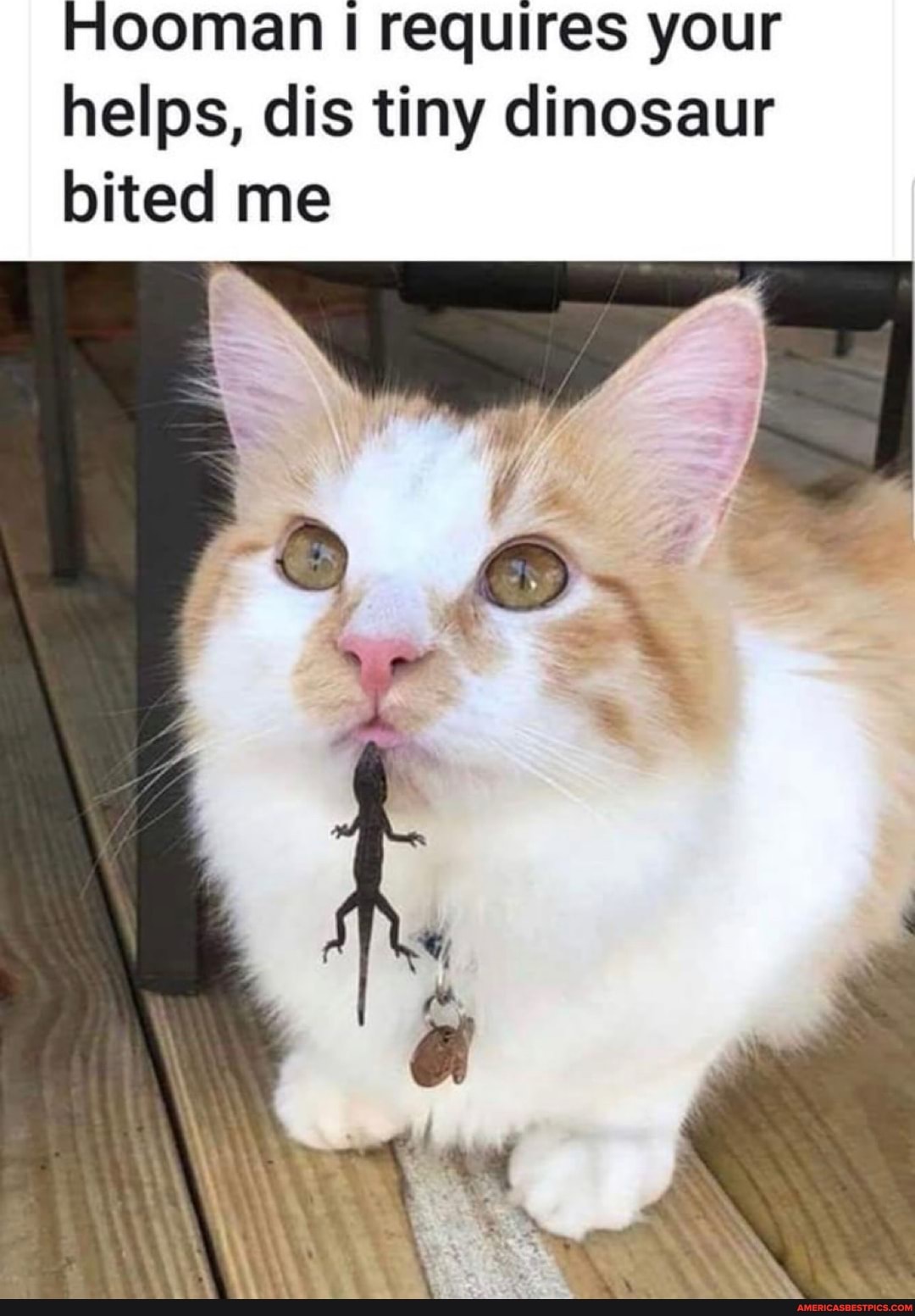 Hooman requires your helps, dis tiny dinosaur bited me