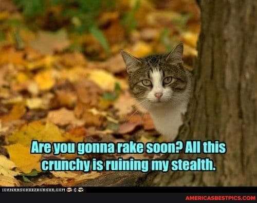 gonna rake'soon? All this
Crunchyjis ruining my stealth: