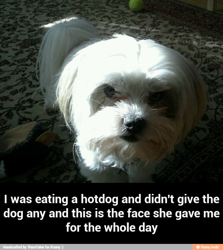 I was eating a hotdog and didn't give the
dog any and this is the face she gave me
for the whole day - I was eating a hotdog and didn't give the dog any and this is the face she gave me for the whole day