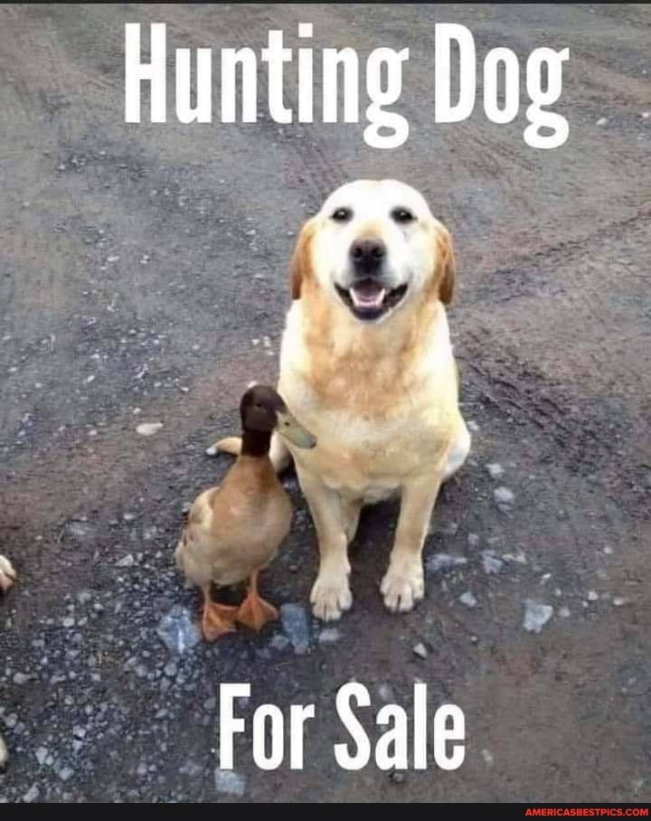 Hunting Dog
I I I ~ of ar.
For Sale